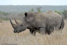 Breitmaulnashorn (10 von 28).jpg